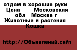 отдам в хорошие руки › Цена ­ 1 - Московская обл., Москва г. Животные и растения » Кошки   